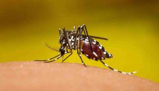 El ministerio de Salud emitió una alerta tras la confirmación de 113 casos de dengue