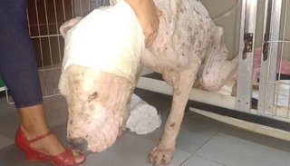 Tras la muerte de Gokú, piden multas más severas a quienes maltraten animales