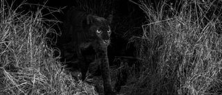 Lograron retratar al mítico leopardo negro en África por primera vez en un siglo
