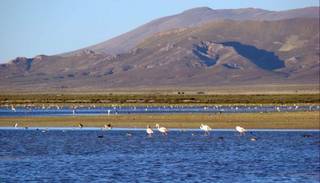 XXVº Festival del Cordero en Laguna de Pozuelos