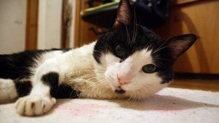Hoy se celebra el Día Internacional del Gato