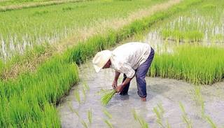 Una extraña criatura con cuerpo de reptil y dientes humanos atemoriza en los arrozales