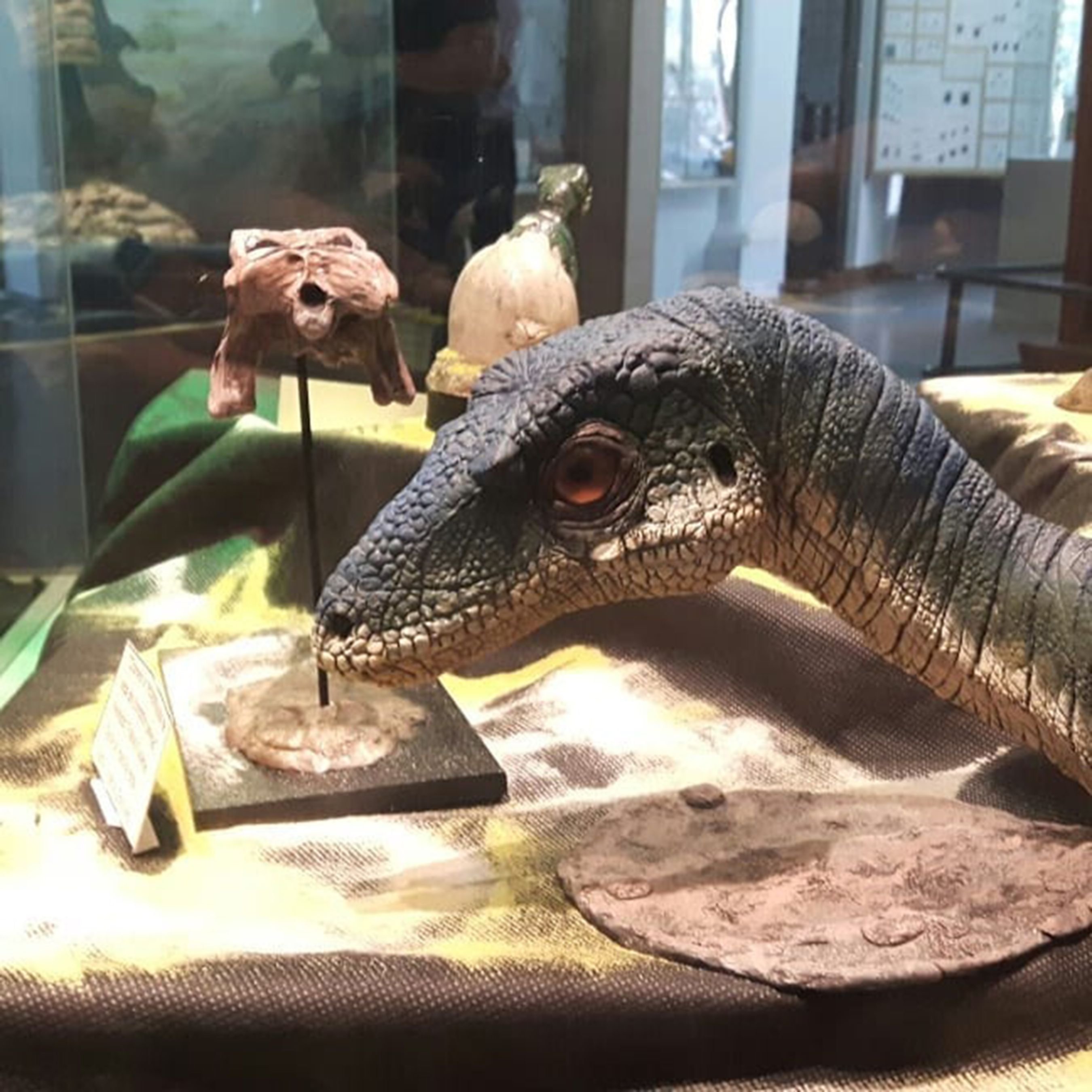 No Me Lo Pierdo Dinosaurios Y Sus Crías Una Muestra - 