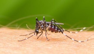 Dengue: ya son 21 los casos confirmados en Jujuy