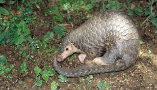 Descartan que el pangolín haya sido el animal que transmitió el coronavirus a los humanos
