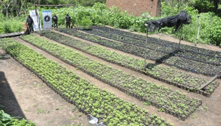 Una finca en la Caldera fue allanada y secuestran más de 10 mil plantas de cannabis