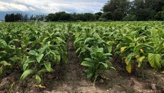 Acorralados: Tabacaleros reclaman suspender las retenciones a las exportaciones