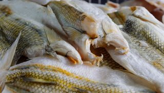 Dos toneladas de pescado  argentino decomisó Bolivia