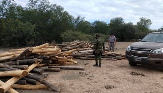 La problemática de la tala  ilegal debe ser abordada de manera urgente en Salta