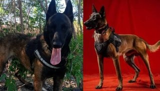 Roco y Acho se suman a la búsqueda de personas desaparecidas en Jujuy