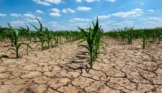 Sequía: destinan $70 mil millones para asistir a los productores afectados