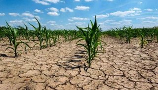 Sequía: destinan $70 mil millones para asistir a los productores afectados