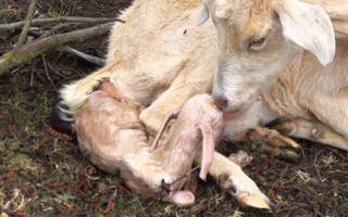 Maravillas de la vida animal: sentimientos familiares