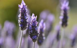 Un libro para conocer la acción terapéutica de las plantas