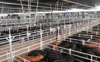 Pese a la fuerte suba, el precio de la hacienda sigue retrasado