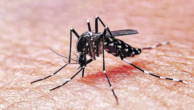 En Salta no hay personas fallecidas por dengue