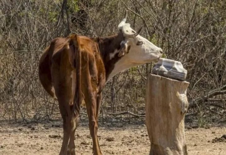 Declararon la Emergencia Agropecuaria para el sector ganadero