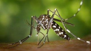 Alerta en el NEA: ya son más de 24 mil los casos de chikungunya en Paraguay