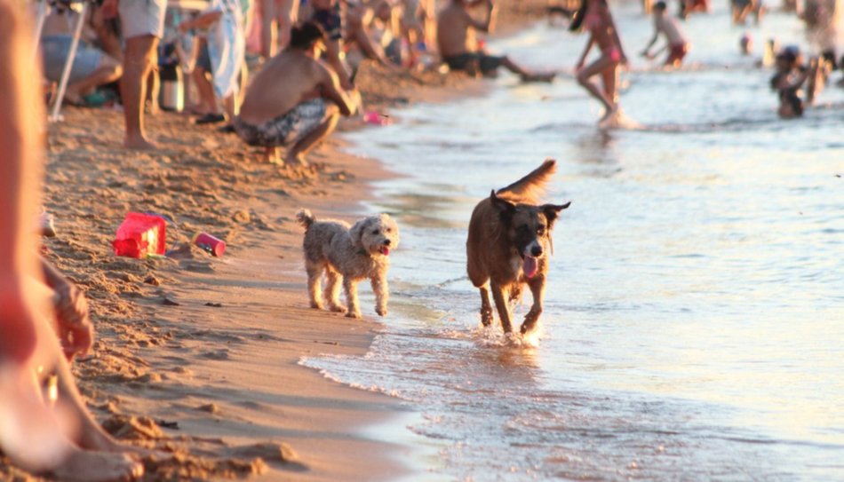 En Corrientes, los dueños de perros que no levanten las heces de su mascota pagarán multas de $200.000- En Corrientes, los dueños de perros que no levanten las heces de su mascota pagarán multas de $200.000