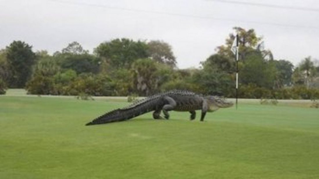 Apareció un cocodrilo de gran tamaño en campo de golf