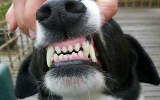 En Salta se registran 25 mordeduras por día