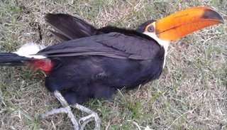 Rehabilitarán a un tucán que hallaron herido de bala