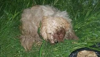 Indignación por el maltrato animal que se ve en la ciudad