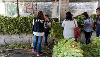 Detectaron trabajo infantil, informal y en condiciones precarias en Jujuy y Salta