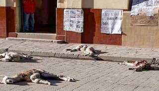 Los perros vagabundos ya mataron 200 animales