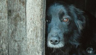 Salta: un hombre fue condenado a prisión por maltratar a un perro