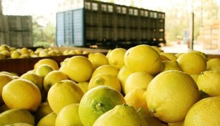 A partir de abril, los limones argentinos volverán al mercado de los EEUU