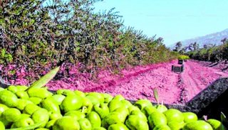 El costo energético complica a la producción olivícola
