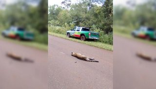 Deberá pagar $500 mil por atropellar a una yaguareté preñada