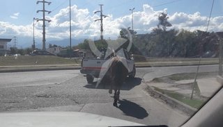 Llevó a un caballo atado a una camioneta por avenida Chile