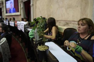 Una diputada correntina exhibió una planta de marihuana en el Congreso
