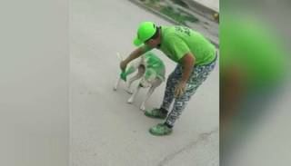Militantes de un partido en Tucumán pintaron a un perro de verde