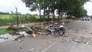 Orán: cayó un árbol y aplastó a un hombre y a sus hijos