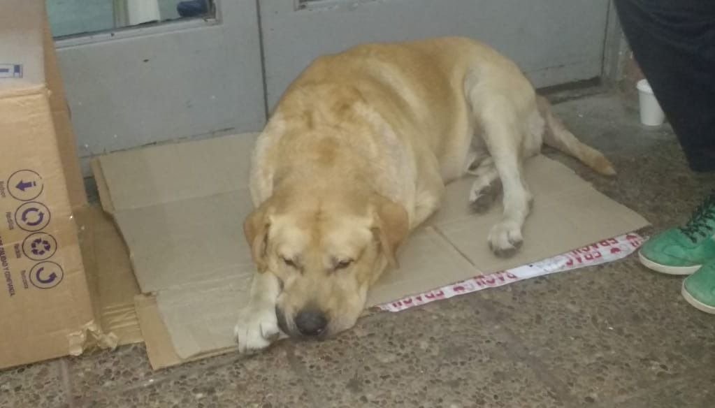 Su humano murió hace una semana pero el perrito lo sigue esperando en la puerta del hospital