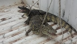 Policía lacustre devolvió tres yacarés a su hábitat natural en Pichanal