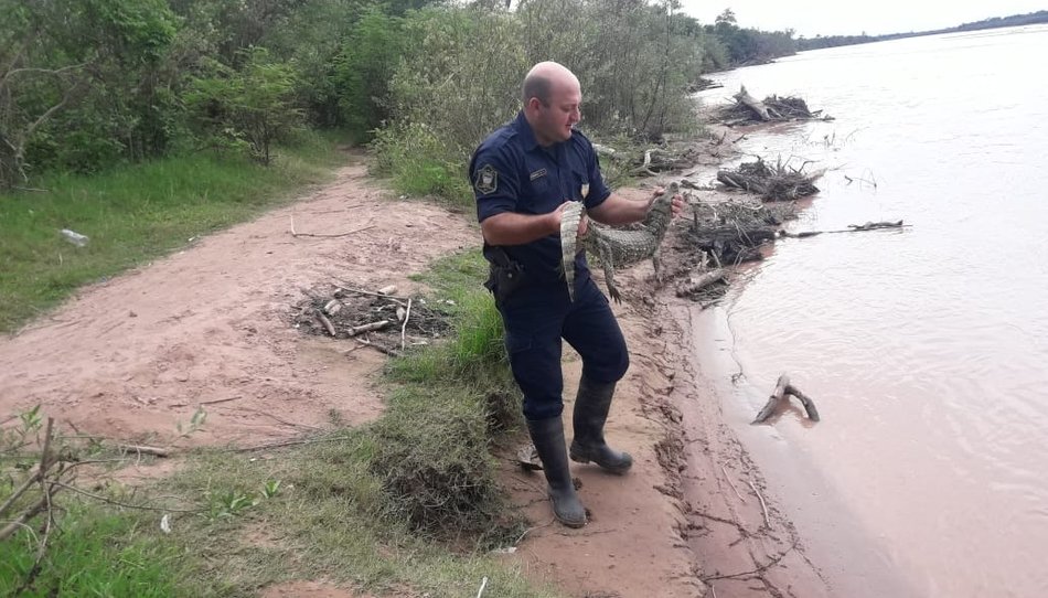 Policía lacustre devolvió tres yacarés a su hábitat natural en Pichanal - Policía lacustre devolvió tres yacarés a su hábitat natural en Pichanal