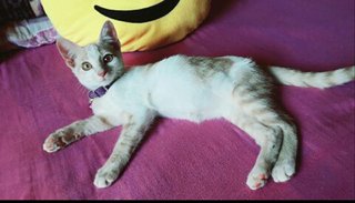 Salvó a una gatita de una muerte segura