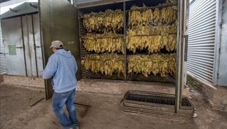 Tabacaleros accederán a 50% de descuento del gas