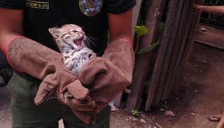 Rescatan a una cría de gato montés que estaba en cautiverio