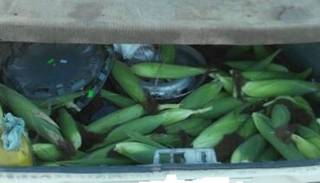 Productores en alerta por el abrumador robo de choclos