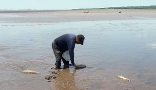Presentaron un amparo por la mortandad de peces en El Tunal