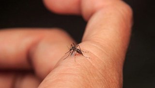 Alerta por la aparición en Paraguay de un nuevo serotipo de dengue