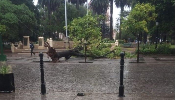 Cayó un árbol en plaza 9 de Julio y en otros puntos de la ciudad