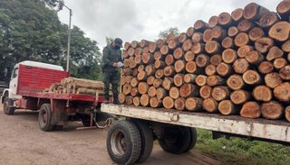 Secuestraron 220 troncos de árboles autóctonos y 26 toneladas de chatarra