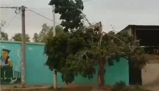 Caída de árboles en el norte por ráfagas, que en algunas zonas llegaron a 80 km/h
