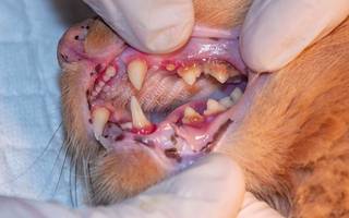 Las extracciones dentales en el gato: todo lo que hay que saber